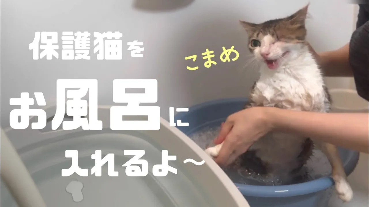 [保護猫]お風呂に入れます🛁 3ヶ月ぶりに再会したこまめとみのり、２匹の反応は⁉️全国から里親様募集中の保護猫をご紹介😺