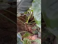 Download Lagu Can you spot the butterfly? #roadtrip #indianapoliszoo #travelvlog #midwestchallenge