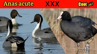 صوت الغر X صوت البلبول الشمالى Coot XXX Northern Pintall 