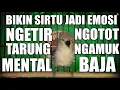 Download Lagu Pancingan Cipoh Sirtu Naik Emosi Meriwit Ngetir Birahi Gacor Ngotot Tarung Mental Baja