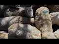 Sumter Today The Sheep are Sheared at Old McCaskill s