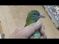 Download Lagu LIVE: Kenapa Burung Cucak Cungkok Betina Lebih Mahal Dari Cungkok Jantan?