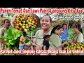Download Lagu AUTO KAYA😱‼️PANEN TOMAT DAN SAWI PAHIT HASILNYA LANGSUNG DI JUAL || BONUS PANEN SINGKONG RAKSASA😱😱