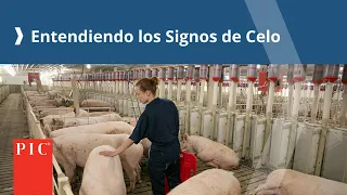 Entendiendo los Signos de Celo | Pig Improvement Company