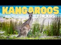 Kangaroos for Kids Learn all about these amazing marsupials