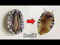 Why Is Abalone Called A Sea Snail - Abalone Dissection