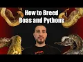 How to Breed Boas and Pythons Breeding 101