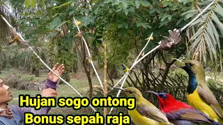 mikat burung sogon kok segampang ini bonus trotolan sepah raja 