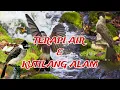 Download Lagu Suara kutilang alam GACORR dan terapi air, bagus untuk burung