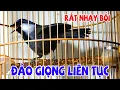 Download Lagu 🅾 Khướu Hót GIỌNG RẤT HAY- NHIỀU GIỌNG.giọng rừng kích khướu bổi luyện khướu bổi hót căng lửa ,khuou
