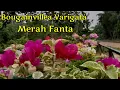Download Lagu Kecantikan Bougainvillea Varigata Merah Fanta | Review Bunga Kertas Varigata Merah Fanta | Bogenvil