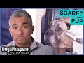 Lagu Cesar VS Dogs With Extreme Anxiety | Dog Whisperer With Cesar Millan