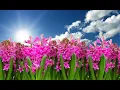 Download Lagu Pars Equality Center Nowruz 1400
