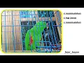 Nuri Bayan Bicara #nuribayan #burungbicara #eclectus #paruhbengkok