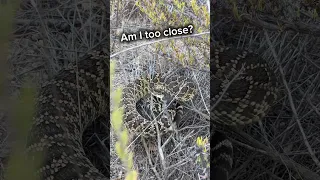 Am I too close to this Southern Pacific Rattlesnake?