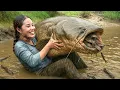 Download Lagu Harvest a Monster Catfish \u0026 Huge School of Loaches in the Pond by Hand to Sell at the Fish Market