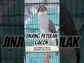 Download Lagu Jinjing Petulak#KicauMania #MasteranBurung #masteranburung #cucakijo #kicaumania#shortvideo