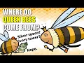 Where Do Queen Bees Come From