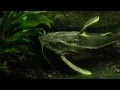 Download Lagu Striped Raphael Catfish ( Platydoras Armatulus) in my Gourami Tank.