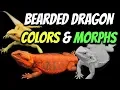 Types of Bearded Dragons - Colors Morphs Explained