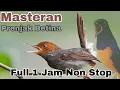 Download Lagu Masteran Prenjak Betina[Full 1 Jam Non Stop]‼️@rmbfchannel