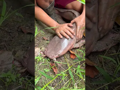 Nguras kubangan di pinggir sawah dapat ikan lele monster purba sepanjang 2 meter ?? #fishing #viral