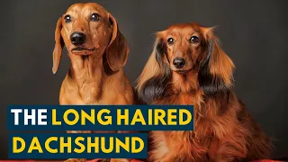 Long Haired Dachshund Your Guide to This Undeniably Cute Weiner Dog