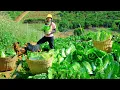 Download Lagu Harvest Napa Cabbage To Sell At The Market, Cooking With Them, Growing Vegetables