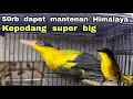 Lagu 50rb...❗❗❗ DAPET MANTENAN HIMALAYA❗ KEPODANG SUPER BIG.. ❗❗❗