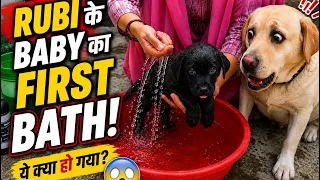 Rubi ke baby ka first bath 🛁 || labra rubi || #youtube #video #labrador #dog 