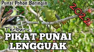  suara pikat punai pohon beringin punai lengguak