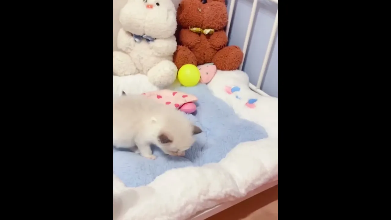 動画