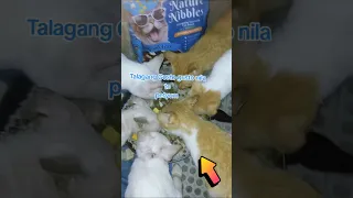 Https Vt Tiktok Com ZSyXNmvQw Catlovers Catvideo Catfood 