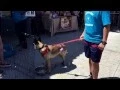 Adoption Event 2015 at Uptown Pets 1251 Univeristy Ave