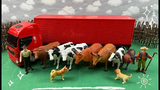 BOX TRUCK TRANSPORTING CATTLE / CAMINHÃO BAU TRANSPORTANDO O GADO