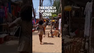 Cows love to hang out on this beach #africatravel #sailinglifestyle