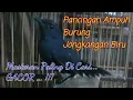 Download Lagu Kicoan Merdu Burung Jongkangan Biru / Cingcoang Biru