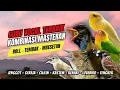 Download Lagu Langsung Moncer Menyala !!! Masteran Kombinasi Tembakan Kasar Untuk Semua Jenis Burung