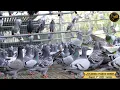 Florida Pigeon Derby - Update August 4th 2026