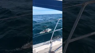 Dolphins guiding us across the Bay of Biscay🐬 #sailing #dolphins #sailinglife #boatlife