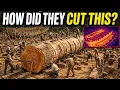 How America Cut Virginia Live Oak Into Warships by Hand