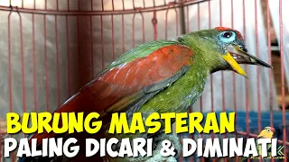 Download BURUNG MASTERAN YANG PALING DICARI TERNYATA ADA DIKIOS INI MP3