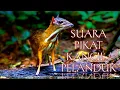 Download Lagu 🔴SUARA PIKAT KANCIL / PELANDUK