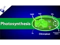 Photosynthesis