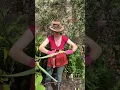 Download Lagu How I split my Bearded Iris to make it flower more! #howto #iris #gardening