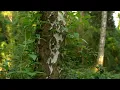 Beautiful Piano Music - relaxing, light, morning - relaxdaily N°090