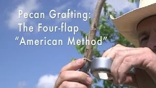 Pecan Tree Grafting Four - flap Banana Graft American Method