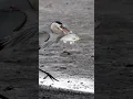 Lagu Heron catches \u0026 swallows large white perch 🐟!! Copyrighted 🎥 on Canon R1+ RF 100-500 #wildlife