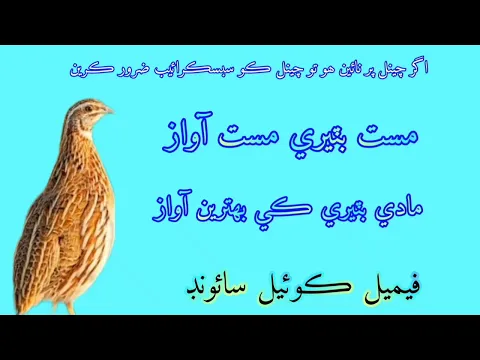 Download MP3 female quail calling female batair ki awaz maadi batair ki #quail #batairkiawaz #foryou #viral#birds