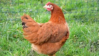 Production écrite Sur La Poule تعبير عن الدجاجة 